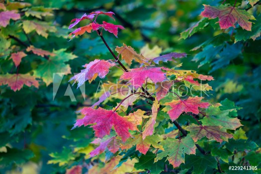 Picture of Yellow maple leaves in autumn park